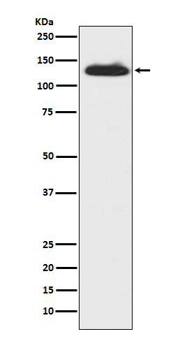 WB - c-Kit Antibody  AP90398